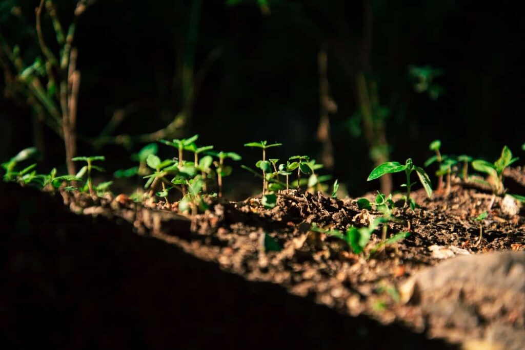 Visible cotiledons