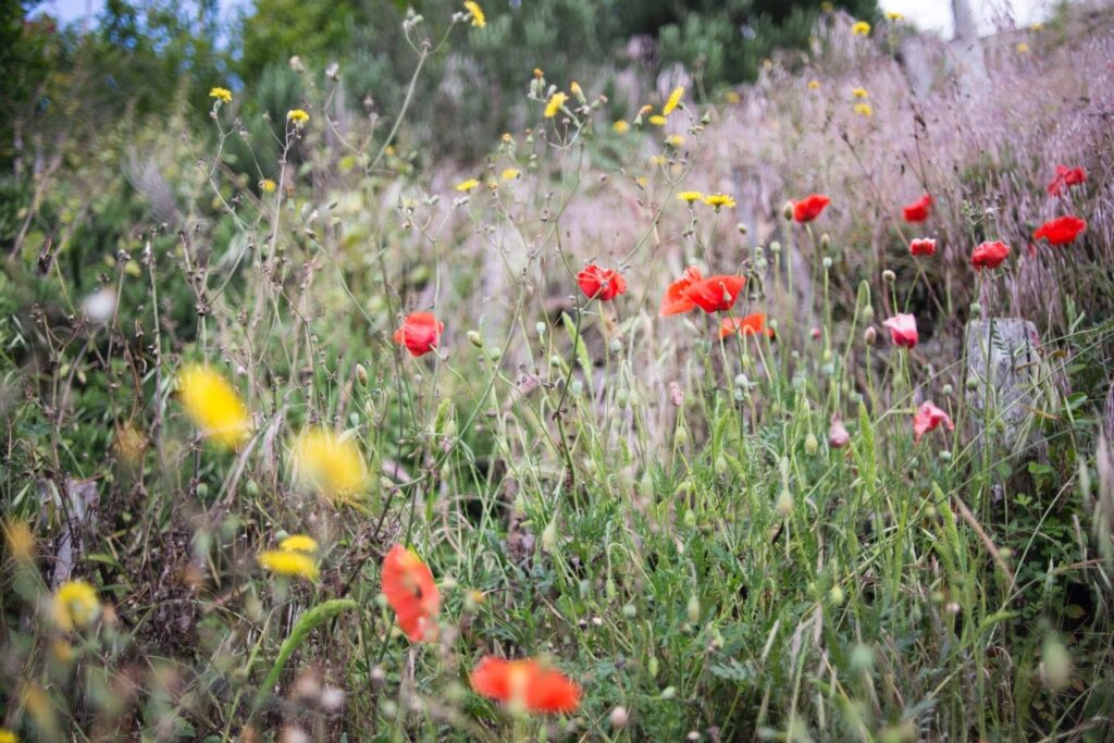 Blumen Biodiversität