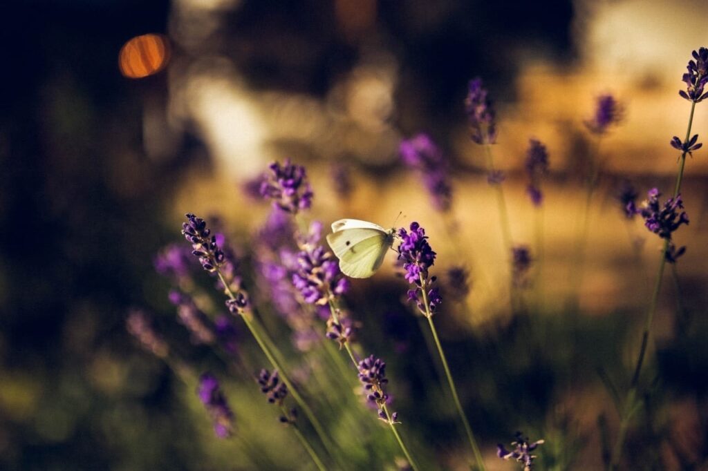 Butterfly lavender