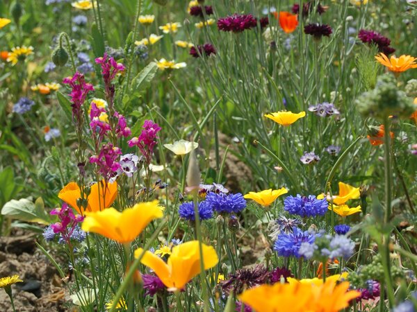 seeds of seeded paper