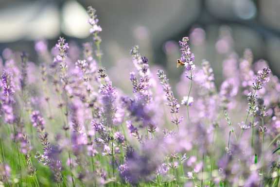 semillas de lavanda auténtica ecológica