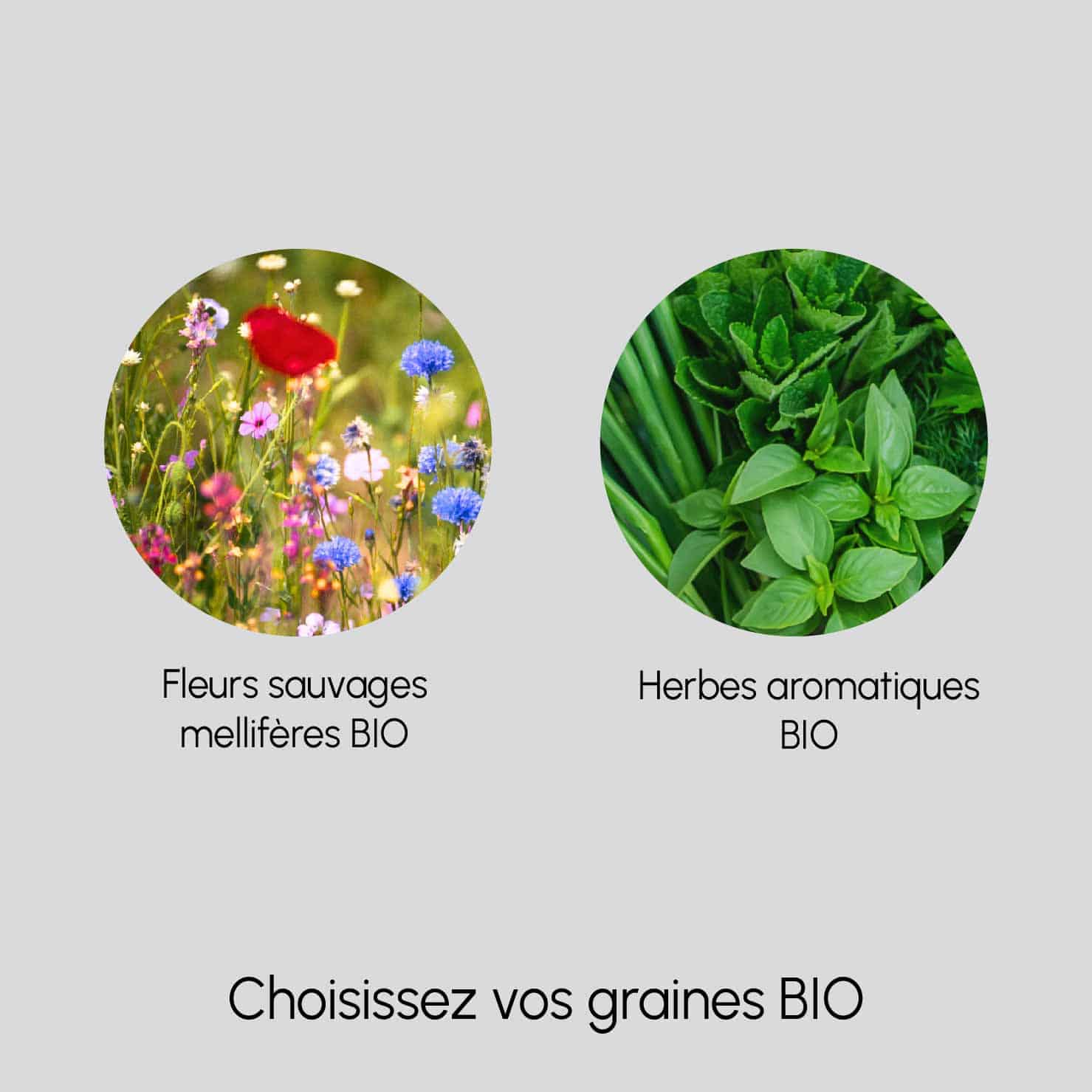 Choice of seeds - wild flowers or herbs