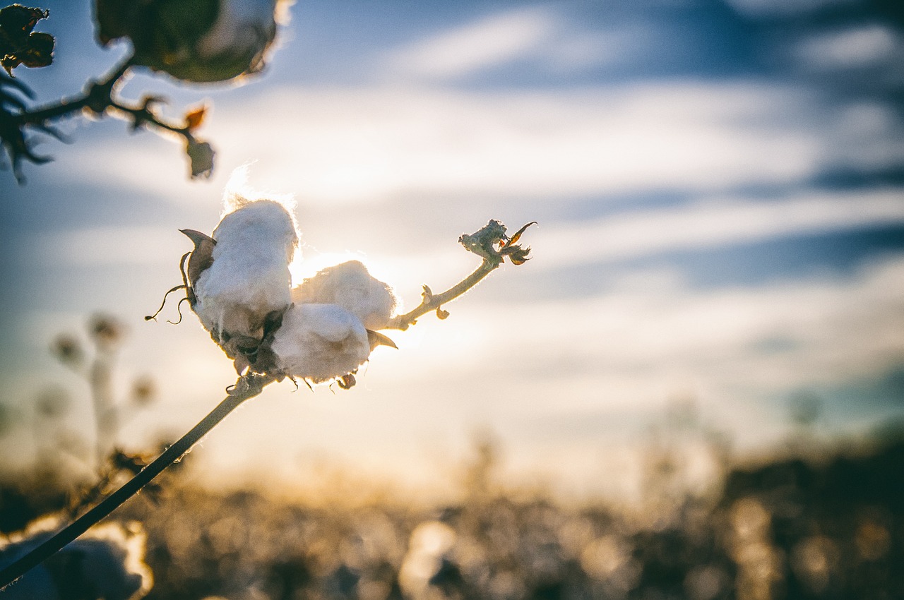 plantation de coton avec un ciel nuageux en arrière plan