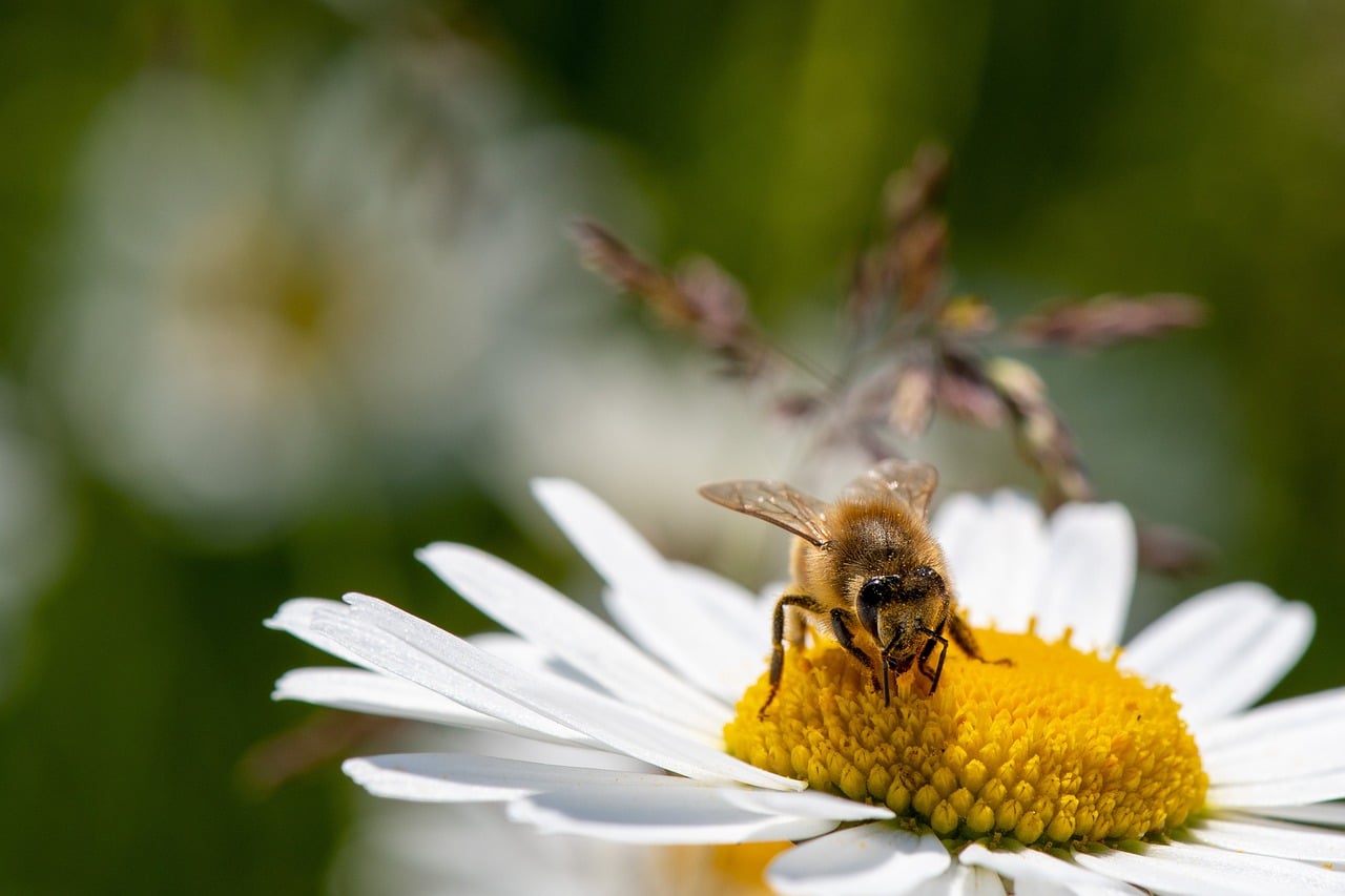 abeille qui butine une fleur blanche