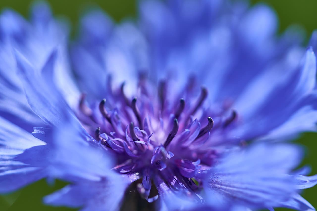 Diversité des graines de fleurs