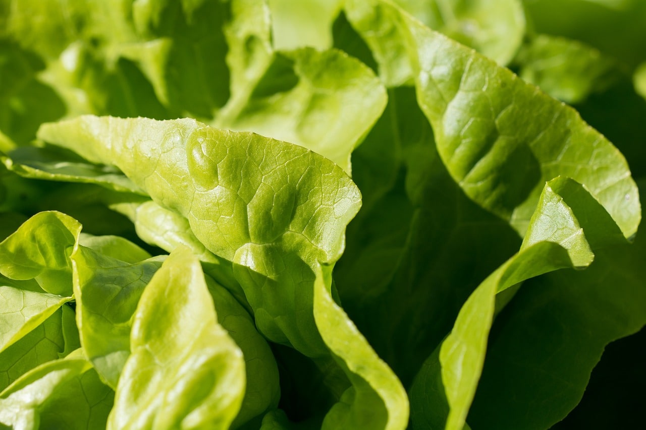 Everything you need to know about vegetable seeds in planting paper 2 vegetables
