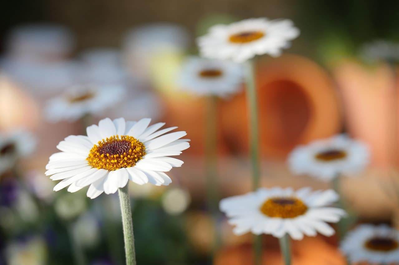 plein de marguerites avec un fond flou orange