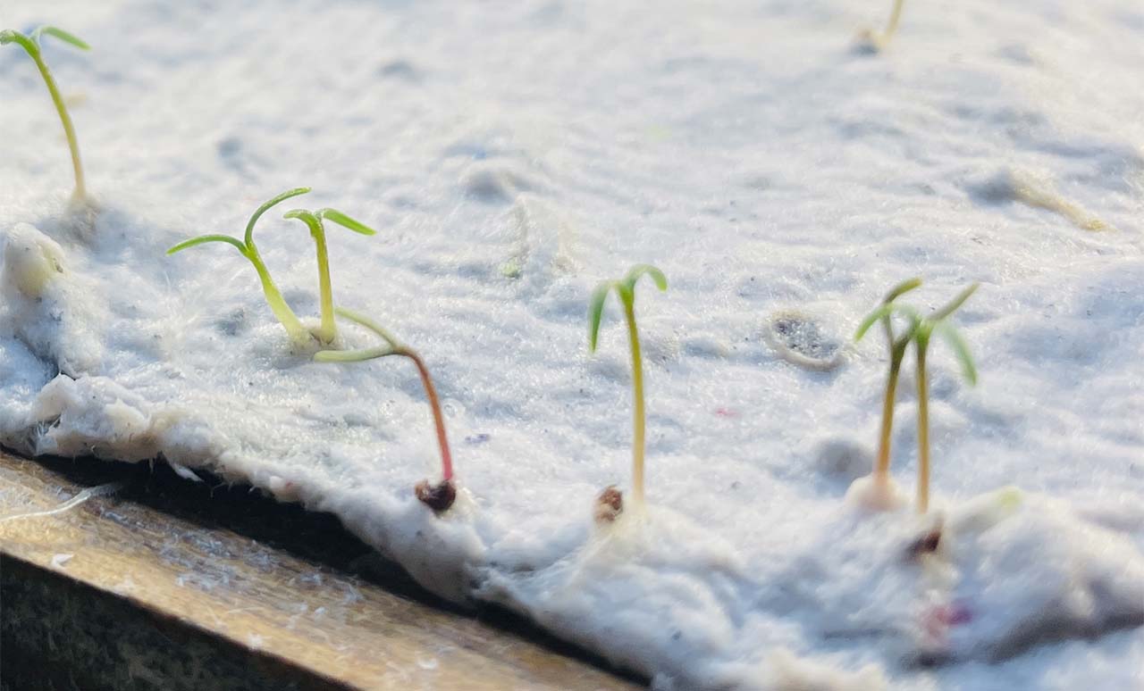 Comment fonctionne le papier ensemencé ? Le pouvoir fantastique de la nature.
