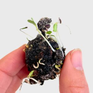 Bombe à graine en train de germer